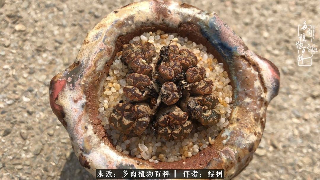 多肉度夏经验谈四季皆露养，兢兢业业养肉三年半！