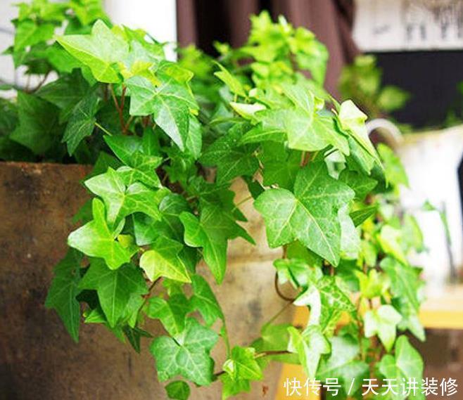 修剪|3种花，最适合养卧室，释放氧气助睡眠，一觉睡到天亮