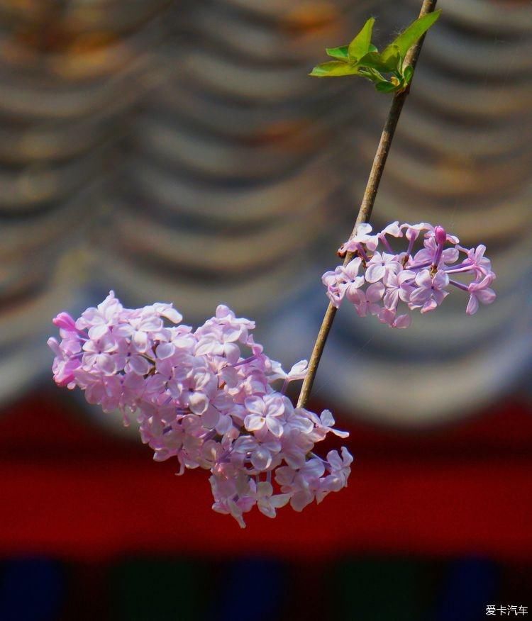 丁香花开，芬芳自来