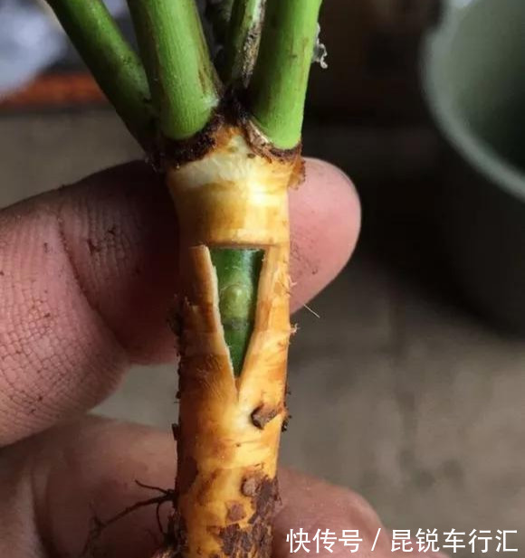 砧木|花开像月季,易爆花,-20℃冻不死,好养活不生病,比桂花香10倍