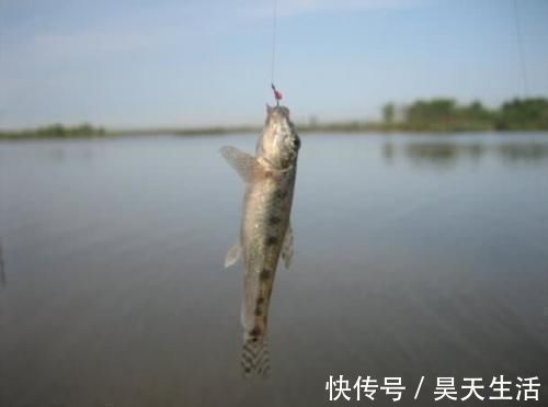 食用价值|农村这种鱼,儿时很多,钓鱼人见到就头大,如今却5元一条很稀罕