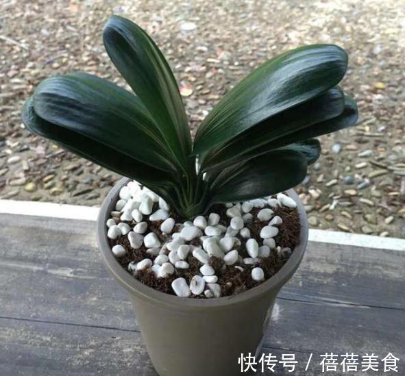 君子兰不开花，做好这5点，花箭呼呼往外窜，冬天就能开花