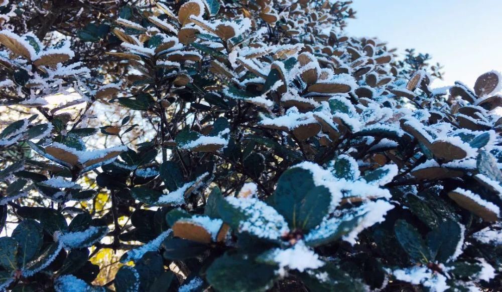 情结|云海与雪景、雾凇齐聚,惊艳了鸡足山的冬天!