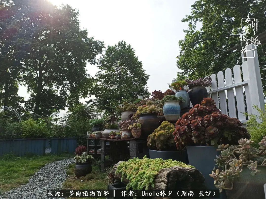 多肉植物|多肉庭院慢生活种一片多肉,喝一杯果酒,泡一壶清茶!