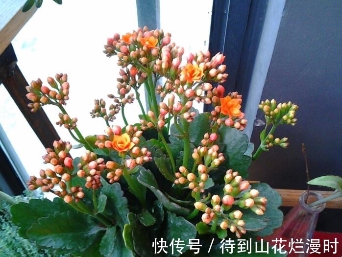 入秋后长寿花瘦了怎么办？给它喂“3种猛料”，10天长成小胖墩