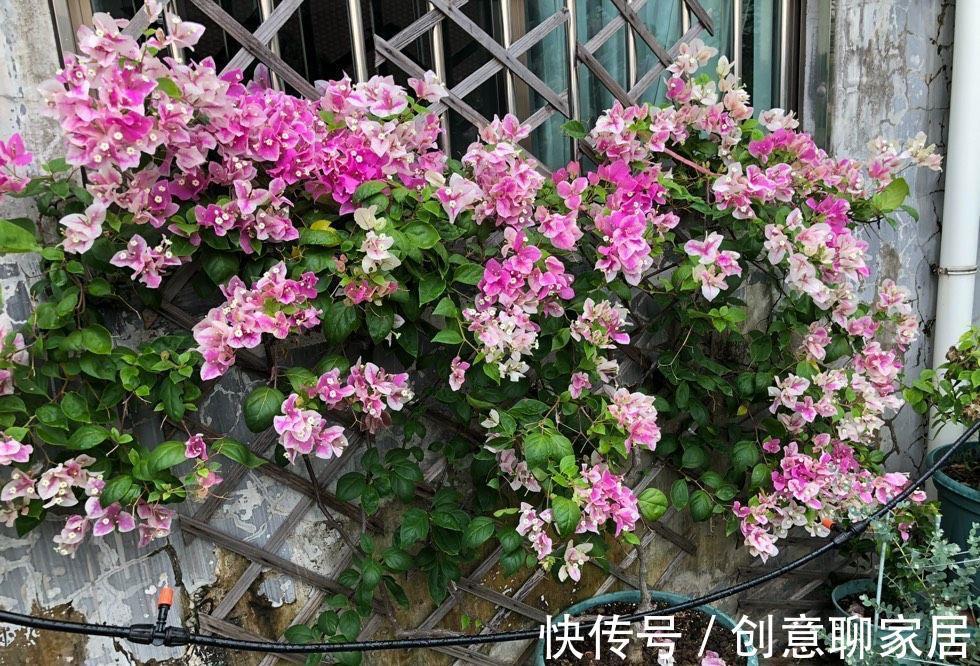 绿樱|养三角梅就养“2种”,颜色多变,勤花好看,经常开花不偷懒