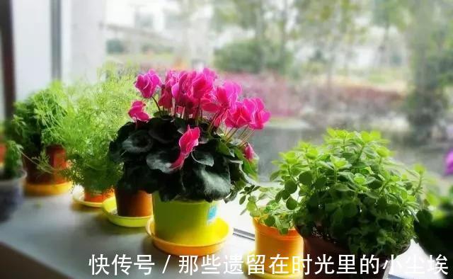 这“5种花”，别喷水到叶子上，要不马上“死给你看”，就是任性