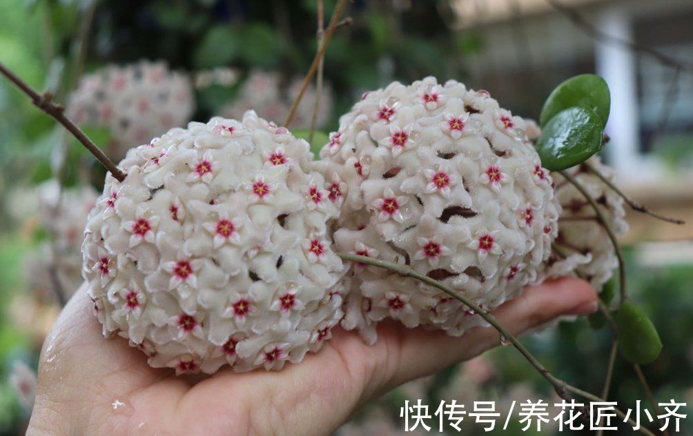 13种“耐阴”花，家里采光差，选它就对了，养好爆盆很轻松