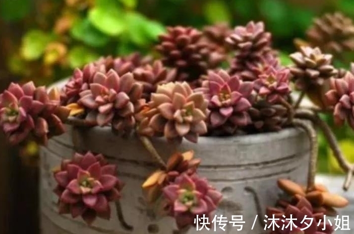 新手|全民公认好养的11种多肉,新手也能养好,成活率高,出状态艳