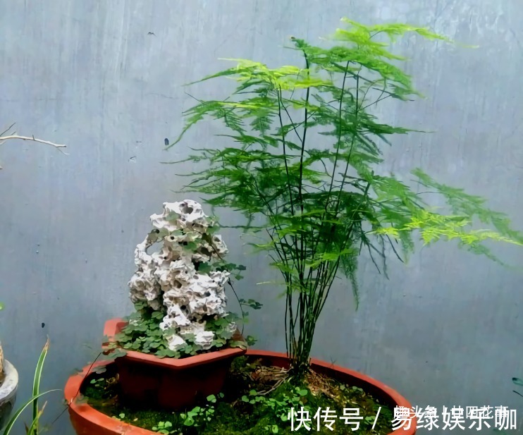 修剪|6种花,长高就“变丑”,株型低矮才“漂亮”,要舍得剪!