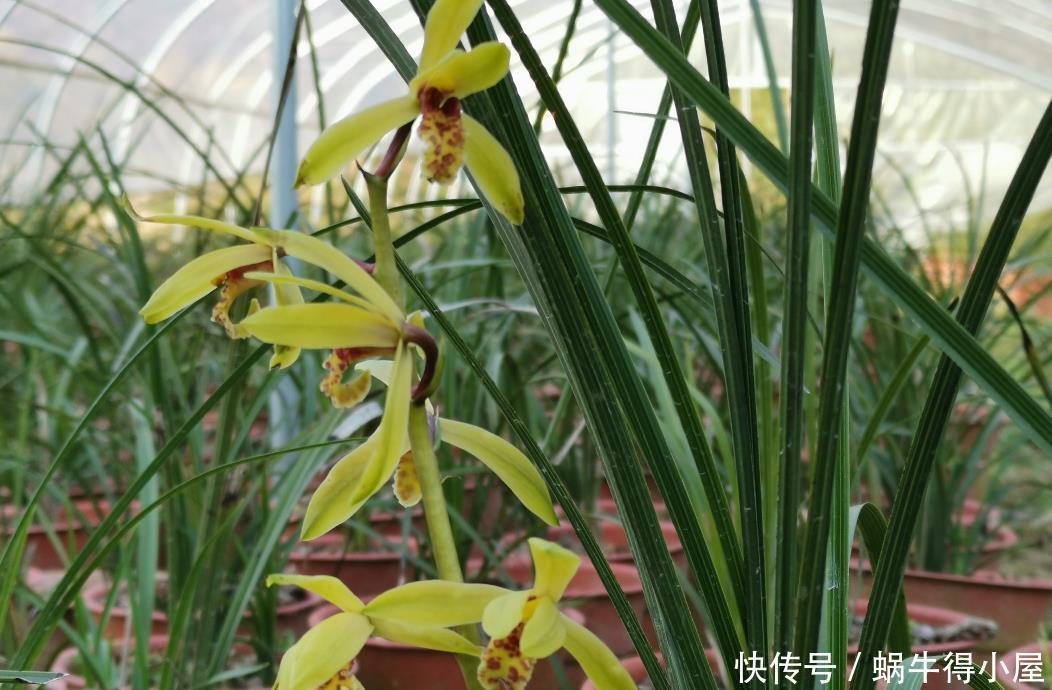 兰花什么时候种植？记住一句话：金4银10就不难了