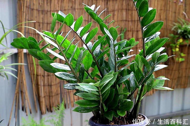 有名|罗汉松与黑松是有名的观赏绿植,长得像名字像,怎么区分怎么养护