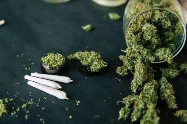  @所有人，这两种植物，一株也不能种！