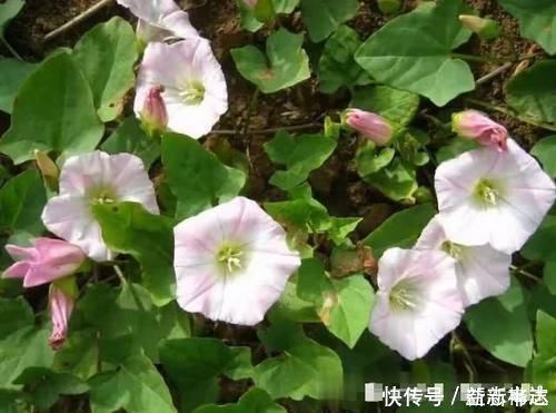 入药|农村常见的野草，不认识之人以为是喇叭花，可食用亦可入药