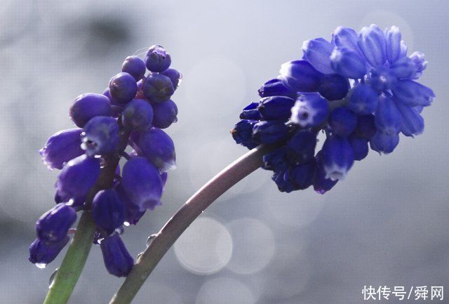 7月开始，复合旧爱，不离不弃，鸳鸯戏水，再续深情的生肖