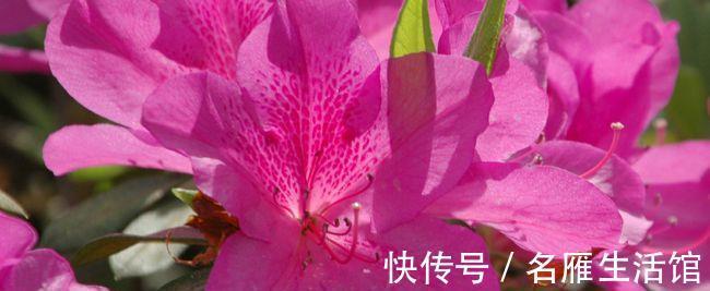秘诀|夏天养护杜鹃花有秘诀，温度在30度以上也不怕，安全度夏没问题
