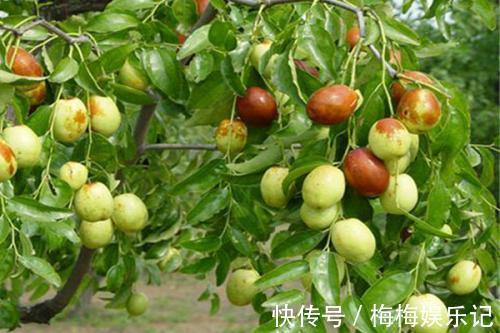 月季花|家里院子别光养月季花，种上3棵果树，添子添福，还能随手摘果子