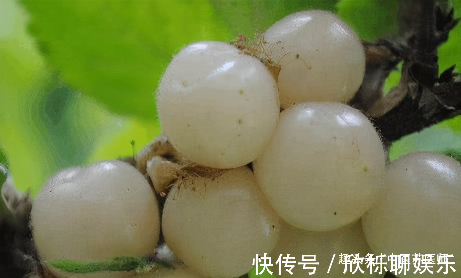 贡菜|女性30岁养生,不妨吃以下食物,减肥瘦身,皮肤细腻,美容养颜