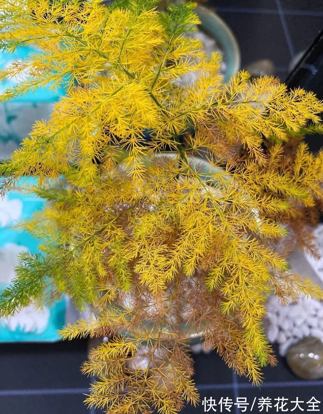 10种“怕晒花”,越晒死越快,半阴地儿反倒长得旺