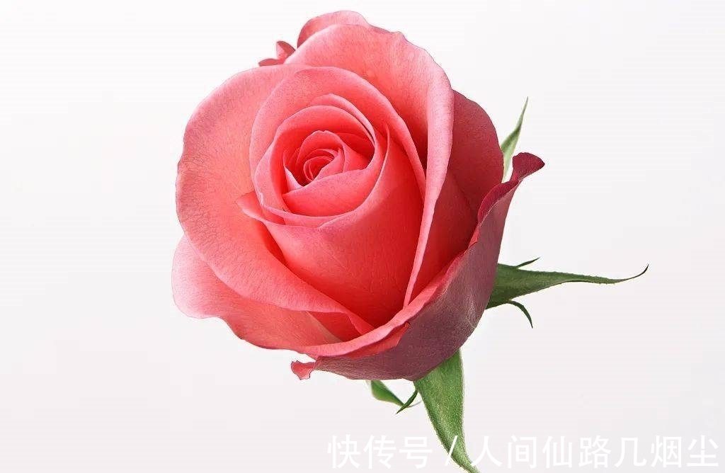 玫瑰花@5首描写玫瑰花的诗词,首首艳丽且浪漫,读来让人憧憬爱情