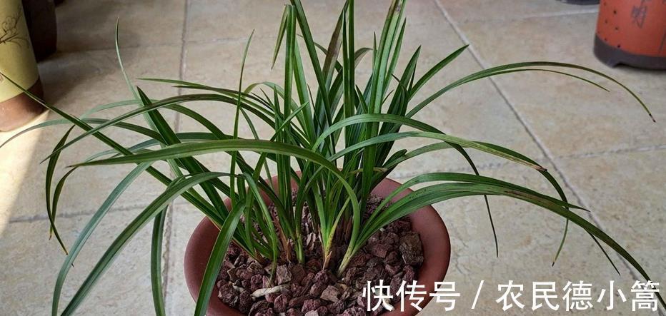 喷洒|兰花叶片上有灰尘，怎么清洗比较好？内行人：方法还真不少