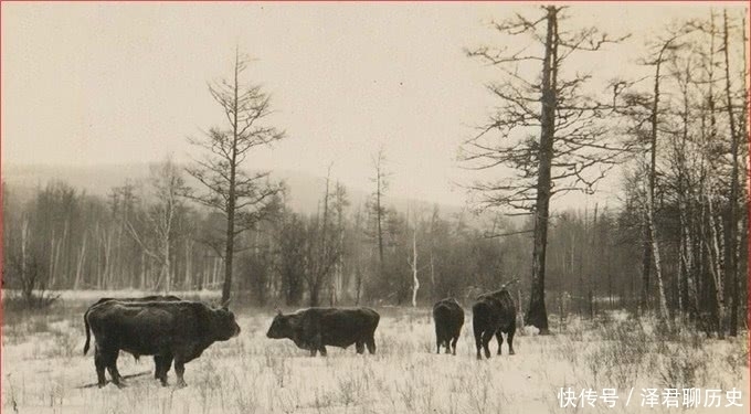 地方|1930年代的满州，闯关东的山东人在此扎根，建起庞大院落