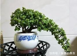 过年养盆“金枝玉叶”寓意好，盆景造型颜值高，越养越有钱！
