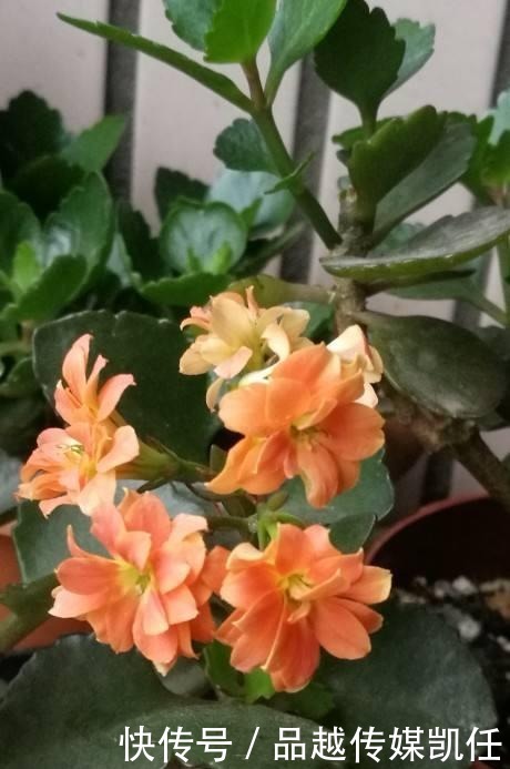 小平头|长寿花剪一刀,理个小平头,株型矮壮开花多