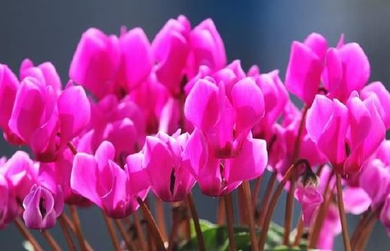  玫瑰|喜欢养护牡丹，就养“珍稀玫瑰”翠鸟玫瑰，色彩鲜明，香味迷人