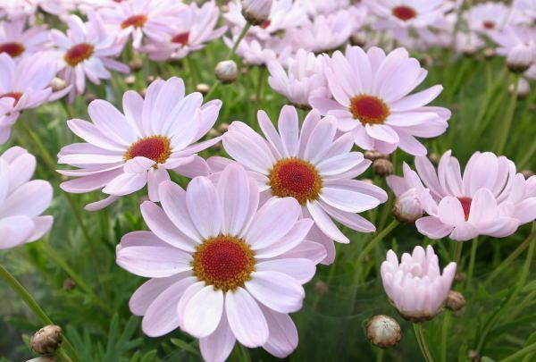 养花|养花试试这几款,放在阳台超级美