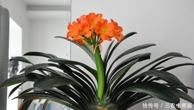 光照|君子兰叶子下垂就浇水 别想得太简单, 要不再也抬不起来了!