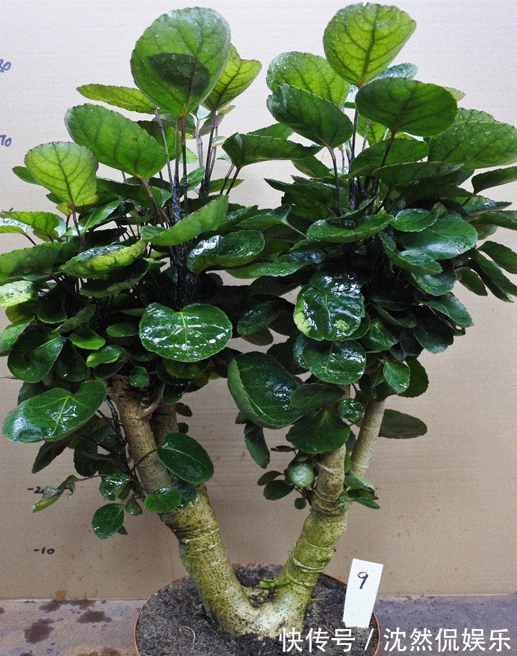 铜钱草|5种“有钱花”,满盆“铜钱叶”,越养钱越多,有钱人家都爱养它