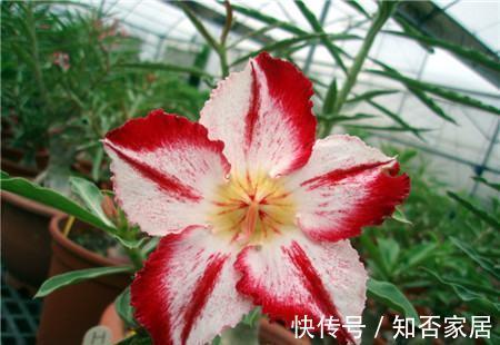 原产地|沙漠玫瑰叶子发黄掉落怎么办,别着急沙漠玫瑰叶黄解决方法看这里