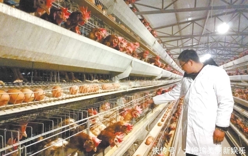 超市|超市的鸡蛋并不是母鸡下的,看到工厂生产鸡蛋的过程,就懂了