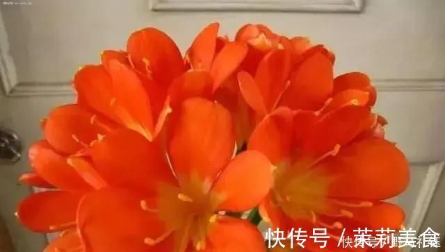 盆景|富裕家庭,这“3种花”会养在客厅,个个寓意好,胜过发财树