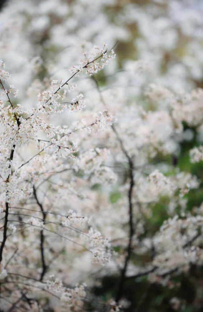 漫步春光里 遂宁 · 时光花境 春色如许