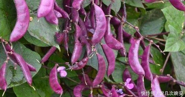 艾草|想长寿最好吃3种食物,排毒养颜、延缓衰老,早吃早健康