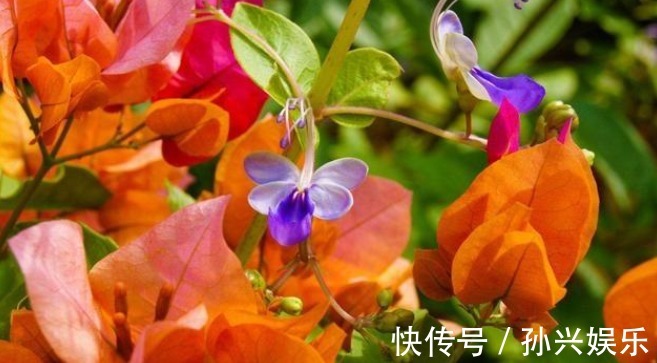 家中养殖的三角梅开花了吗用点“催化水”很是管用，不久可开花