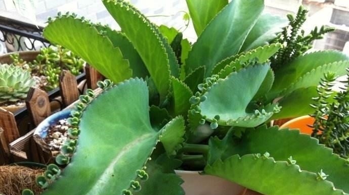 好看又好养关键还便宜，一不小心就爆盆的多肉，新手入坑必选