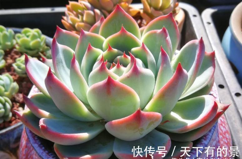 叶展|多肉吉娃娃株型小巧,单头最多10厘米左右,想翻盆秋天正是时候