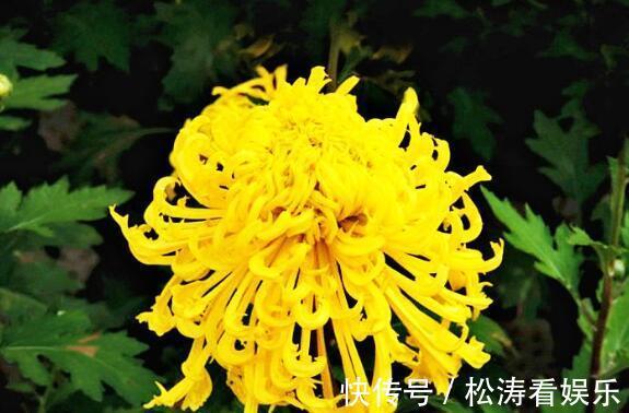 喜欢菊花不妨养“它”花姿金凤起舞,金光闪闪,还能“长刺”