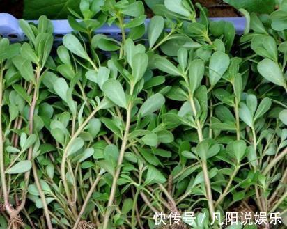 二羟乙胺|农村一种常见植物，人称“药王”，价值极高，是白发的“福星”！