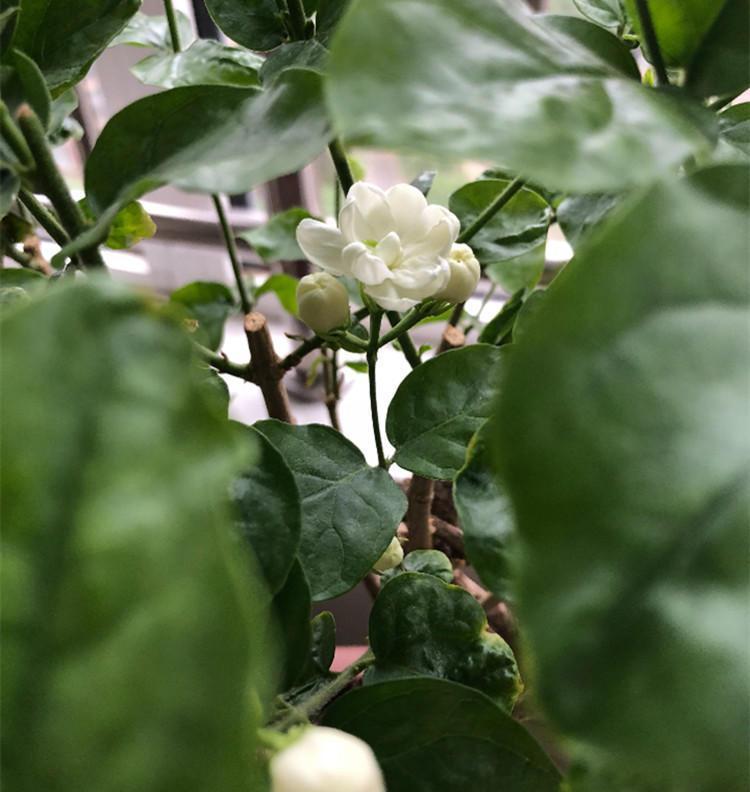 养茉莉,首先搞清楚这些习性,才能花开爆盆