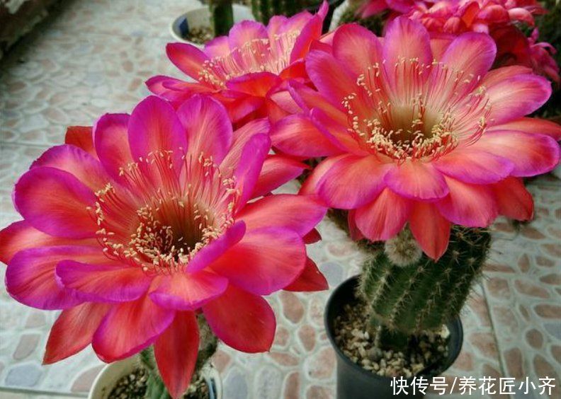 5种花不能浇水多，轻则不开花，重则会烂根，少浇水反而开得旺