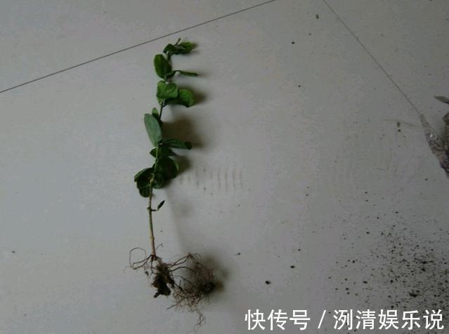 湿度|新买的裸根茉莉花苗怎么养6个处理妙招,分枝茂密提前开花闻香