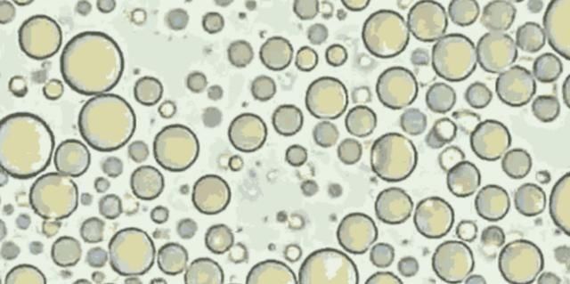 母乳|当母乳被放大1000倍,纯净得让人难以置信,太神奇了!