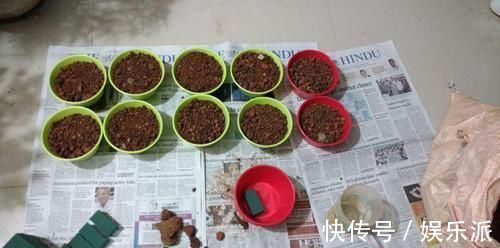 土壤|我用这方法扦插繁殖了几十盆的植物，薄荷、吊兰轻松培育