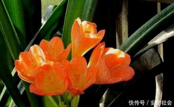 养君子兰,这3种方法让你变成专业户,不得不做的一件事不能忘