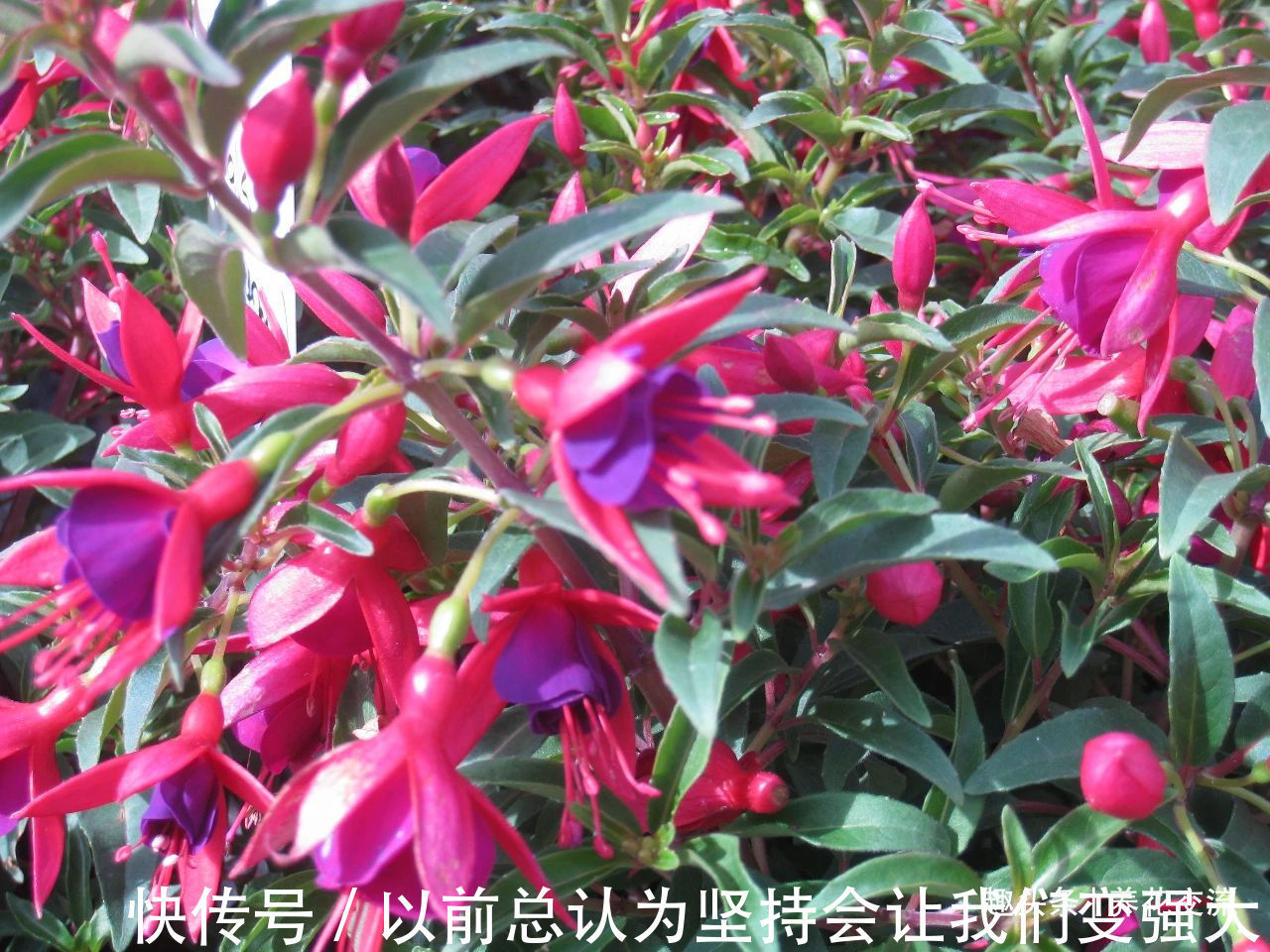 倒挂金钟盆栽买回家过几天就蔫了，花苞不断掉，啥情况呢