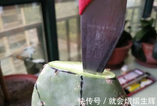 叶仙|蟹爪兰插萝卜上,也能嫁接?这波操作还是头一回见